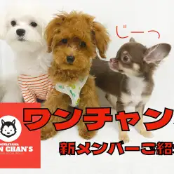 【 チワワ成長ログ 】お友達トレーニングデビュー！！ワンチャンズ新メンバー！