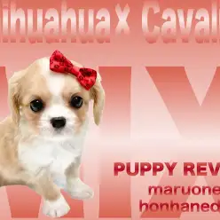 【 チワワ×キャバリア 】キャバリアMIX最小ハーフわんこチワキャバちゃん!