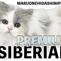 【 サイベリアン 】白く輝く美ボディに足跡模様！？美しき低アレルゲンキャット