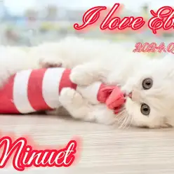 【 ミヌエット成長ログ 】おミヌちゃまのダイスキなエビちゃん！