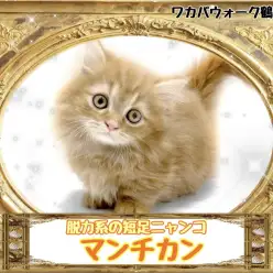 【 マンチカン 】猫は液体?脱力系の短足猫ちゃん