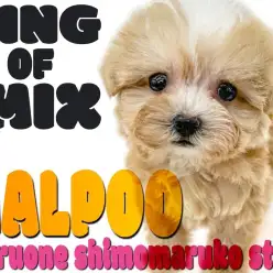 【 MIX 】うちの子のチャームポイントはココ!と言えるぬいぐるみ系マルプー!