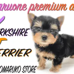 【 ヨーキー 】ボリューミーな漆黒の被毛、穏やかな性格を持ち合わせた男の子！