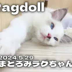 【 ラグドール成長ログ 】まどろむ姿が美しいラグちゃん！！