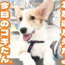 【 コーギー成長ログ 】今日も元気いっぱい！コギたんに新しいお友達ができたよ！