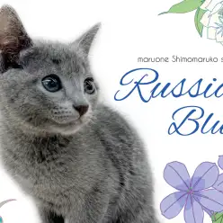 【 ロシアンブルー 】しなやかな猫美を堪能しつつ、甘えん坊な性格も可愛い男の子