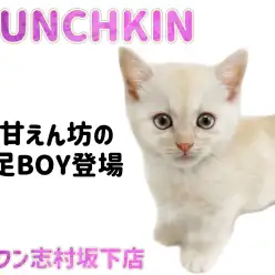 【 マンチカン 】まん丸フェイスと短足で皆を虜に！甘えん坊なマンチカンくんが登場