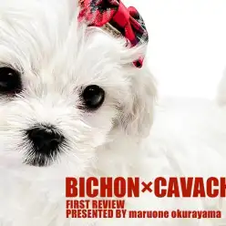 【 MIX 】ビション×キャバションのフレンドリーなスーパーハイブリッド！