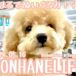 【 ビションプー成長ログ 】シャンプーして毛量倍増!まるでぬいぐるみのようなビションプーちゃん!