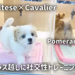 【 マルキャバ 】ガラス越しに社交性トレーニング！