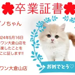 【 卒業証書 】ピノちゃん卒業おめでとう！！スタッフママより愛を込めて！
