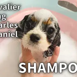 【トライキャバリア成長ログ】シャンプー祭り第3弾！トライキャバちゃん編