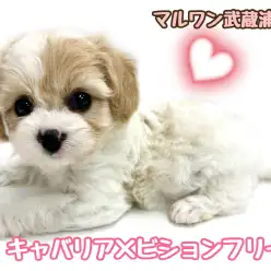 【 MIX(キャバリア×ビションフリーゼ) 】大人気MIXキャバションが登場！