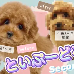 【 トイプードル 】素敵なレディへ成長！生後5ヶ月を迎えた天真爛漫アイドルわんこ