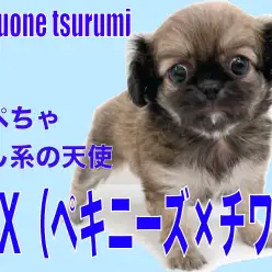 【 MIX 】鼻ぺちゃ犬の癒し系!ペキチワちゃんのプリンス登場!!