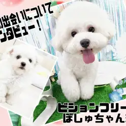 【 卒業生インタビュー 】ビションちゃんお迎えのポイントをユーザーさんに直撃！