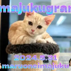 【 イマジュクグラム 】本年度ワクチン終了!甘えん坊加速中のマンチカンちゃま!