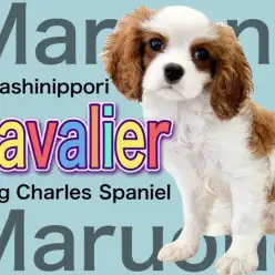 【 キャバリア 】弾ける明るさで皆を笑顔に!ブレンハイムの優しき貴公子