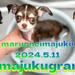 【 イマジュクグラム 】生後3ヶ月のチョコタンチワワちゃまシャンプーデビュー！