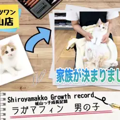 【 ラガマフィン 】決め手は性格！優しいご家族が決まりました!