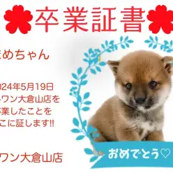 【 卒業証書 】まめちゃん卒業おめでとう！！スタッフママより愛を込めて！