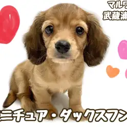 【 ミニチュア・ダックスフント 】歩き方が可愛い胴長短足の女の子が埼玉に登場