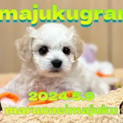 【 イマジュクグラム 】ビションキャバションちゃまのお手入れタイムに密着!