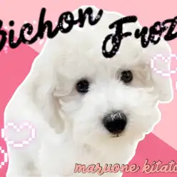 【 ビションフリーゼ 】立派なアフロ犬におらはなる！天真爛漫ビションくん爆誕！