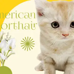 【 アメリカンショートヘア 】希少色カメオタビー!愛らしいルックスと懐っこさ満点