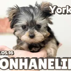 【 ヨーキー成長ログ 】ヨーキーちゃん！初めてのシャンプーに挑戦！！