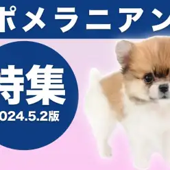 【 ポメラニアン特集 】5/2現在全店舗に在店中の癒し系！最新動画も大公開！