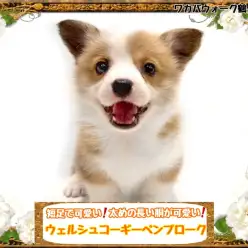 【 ウェルシュコーギーペンブローク 】明るい性格の家族の太陽！短足胴長ガール