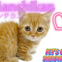 【 マンチカン 】 とっても甘えん坊な短足にゃんこ