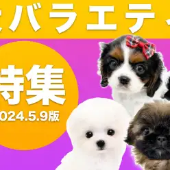 【 犬バラエティ特集 】5/9現在在店中のバラエティわんちゃん！最新動画付き！