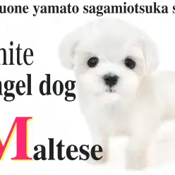 【 マルチーズ 】純白の正統派美女降臨！小さな天使が貴方に幸せ運びます！