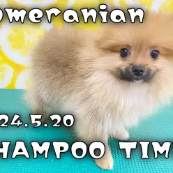 【 ポメラニアン成長ログ 】ビフォーアフターの差がすごいシャンプータイム！