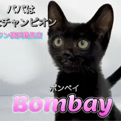 【 ボンベイ 】パパはACCチャンピオン！黒猫ちゃん降臨！