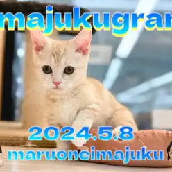 【 イマジュクグラム 】生後3ヶ月のクリームマンチカンちゃま最新動画を大公開!