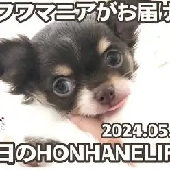 【 チョコタンチワワ成長ログ 】とってもマイペースな可愛いチワワちゃんに密着！