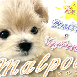 【 MIX 】ぬいぐるみも目じゃない圧倒的可愛さマルプーちゃん！