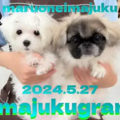 【 イマジュクグラム 】社交性ばっちりな生後5ヶ月の小さめマルチーズちゃま！