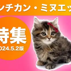 【 マンチカン・ミヌエット特集 】5/2現在在店中の全店舗の短足ニャンコをご紹介