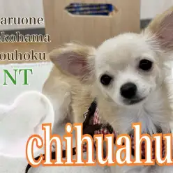 【 チワワ 】楽しいね！お散歩＆幼稚園デビューのチワワちゃん