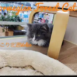 【 ほっこり北通Vol.60 】イケメンすぎるノル君♡