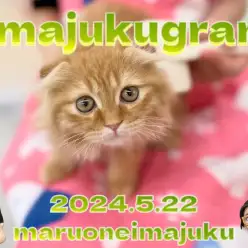 【 イマジュクグラム 】お手入れもおもちゃもご飯も大好きなスコティッシュちゃま!