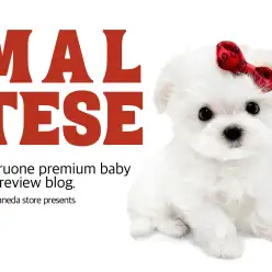 【 マルチーズ 】純白際立つとびきり美人の女の子!プレミアムベイビー登場