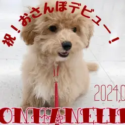 【 MIX成長ログ 】祝!ビションプーちゃんお散歩デビュー!!