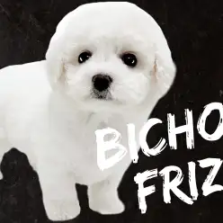 【 ビションフリーゼ 】毛が抜け難く臭いも少なめ！飼い易さ抜群のホワイトドッグ！