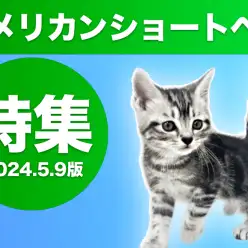 【 アメリカンショートヘア特集 】5/9現在在店中のアメショちゃんをご紹介！