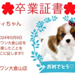 【 卒業証書 】ベティちゃん卒業おめでとう！！スタッフママより愛を込めて！